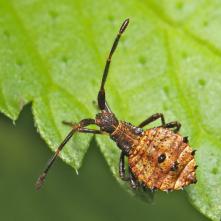 Nymfa Bzdochy pruhovanej