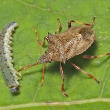 Bzdocha rohatá s korisťou