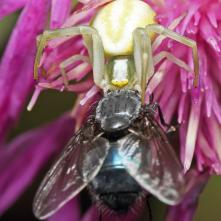 Kvetárik dvojtvarý s korisťou