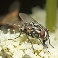 Mucha Coremacera marginata