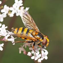 Pestrica sršňovitá