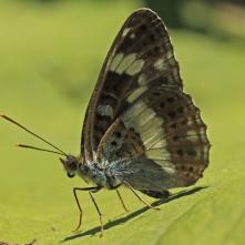 Bielopásovec zemolezový