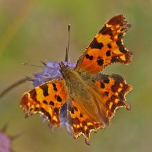 Babôčka zubatokrídlová