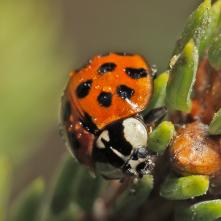 Lienka východná Harmonia axiridis