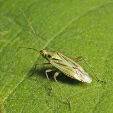 Bzdôška Stenotus binotatas