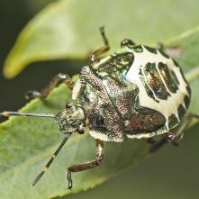 Nymfa bzdochy Troilus luridus