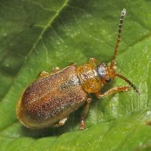 Chrobáčik Galerucella tenella