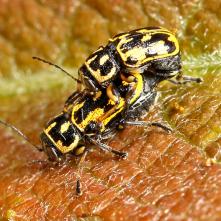 Párik krytohlavov Pachybrachis sinuatus