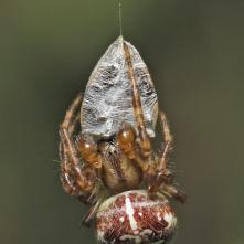 Križiak obyčajný s korisťou