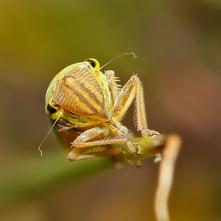 Portrét cikádky zelenej