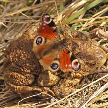 Babôčka pavooká na páriku ropúch