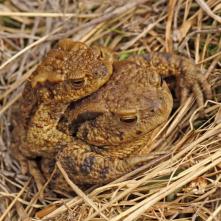 Ropucha bradavičnatá pri kopulácii