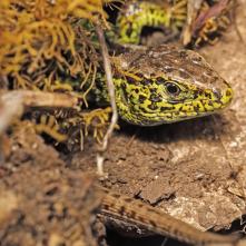 Jašterica krátkohlavá