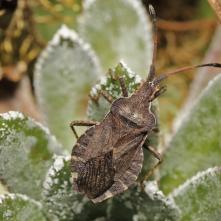 Obrubnica štiavová