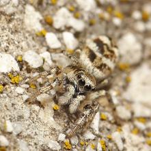 Skákavka pruhovaná