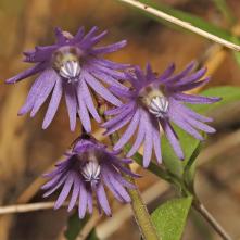 Soldanela karpatská