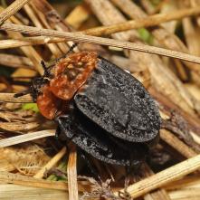 Zdochlinár červenoštítový