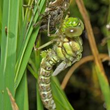 Čas: 9.22 Začínajú sa nafukovať krídla