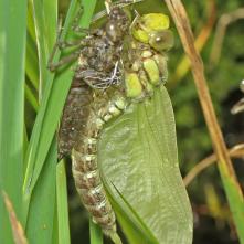 Čas: 9:34 Ukončenie nafukovania krídel