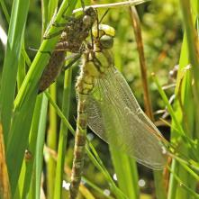 Čas: 10:51 Sušenie krídel v polohe spolu