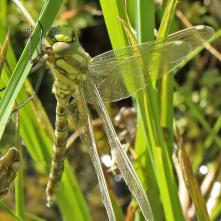 Čas: 11:00 Fáza sušenie krídel v polohe roztvorenej
