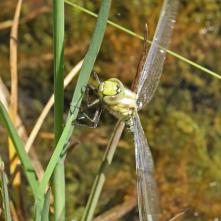 Čas: 11:06 Posledná fotka sediaceho šidla - potom nasledoval prvý let do korún blízkych stromov.
