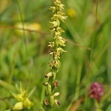 Trčuľa jednohľuzá