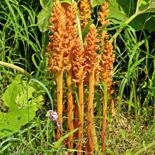 Záraza červenožltá