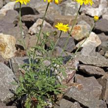 Rumanovec farbiarský