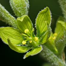 Kýchavica biela Lobelova - detail kvetu
