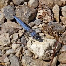 Vážka hnedoškvrná