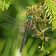 Lesklica Somatochlora alpestris