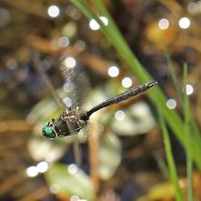 Lesklica Somatochlora alpestris za letu