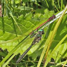 Lesklica Somatochlora alpestris a šidielko červené, už som si myslel,že si na ňom pochutná, ale dala mu pokoj.