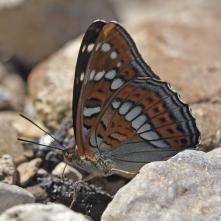 Bielopásovec topoľový