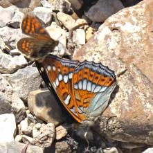 Na bielopásovca topoľového si sadol hnedáčik a vyvrátil ho