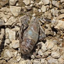 "Modrý rak" z Dediniek, alebo čo z neho ostalo. Na následky neuváženého vypustenia doplatili stovky živočíchov.