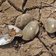 Vysušené ulitníky - bolo ich nerátaných a teraz vysvetľujte ľudom, že je potrebné prírodu chrániť.... Kto zaplatí tieto škody?