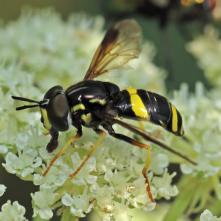 Pestrica dvojpásavá