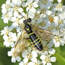 Píliarka Thenthredo arcuata