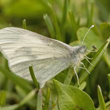 Mlynárik hrachorový