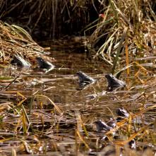 Orchester skokanov hnedých