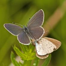 Modráčik najmenší pri kopulácii