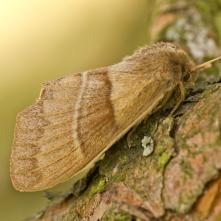 Priadkovec černicový samička