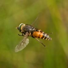 Ovad Tabanus tenuicornis