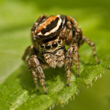 Skákavka Evarcha falcata pri kopulácii