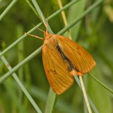 Spriadač chrastavcový