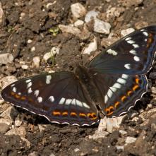 Bielopásovec topoľový
