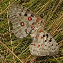 Čerstvo vyliahnutá samička prilákala samčeka, ktorý mal trochu zdeformované ľavé zadné krídlo. 