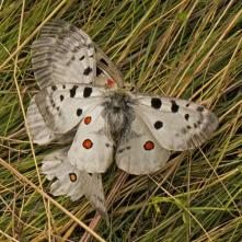 Po zopár márnych pokusoch o spárenie, keď to trvalo cca 10 minút priletel k dvojici starší a zrejme skúsenejší samec a "neskúseného" soka jednoducho odohnal - asi to bolo dobré nakoľko deformácia by sa mohla preniesť na potomstvo